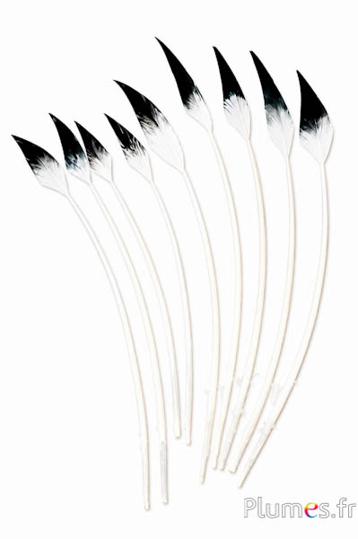 Cigno freccia - 28-33 cm - bianco-nero